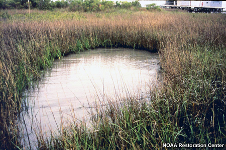 Sekitar Januari 1994. Pulau Timbalier Timur, Paroki Lafourche, Louisiana. Kolam di dalam rawa alami di Pulau Timbalier Timur.