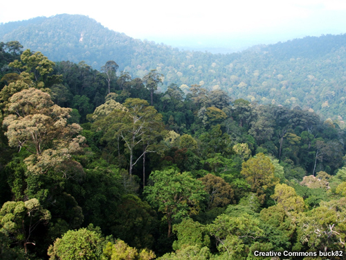 Hutan hujan Taman Negara, Malaysia