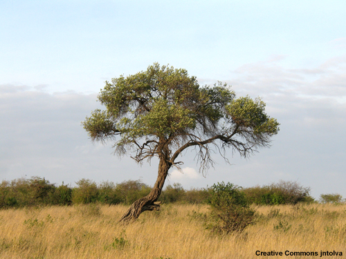 Savanna landscape from Kenya