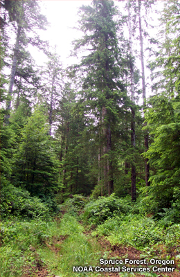 Hutan cemara, Oregon, Juli 2003