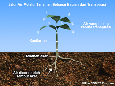 Jalur Air Melalui Tanaman sebagai Bagian dari Transpirasi. Diagram menunjukkan air diserap oleh rambut akar, tekanan akar, aksi kapiler, dan akhirnya air hilang menguap melalui daun oleh proses transpirasi.